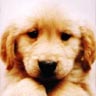 JellyMuffin.com - The place for profile layouts, flash generators, glitter graphics, backgrounds and codes