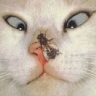 JellyMuffin.com - The place for profile layouts, flash generators, glitter graphics, backgrounds and codes