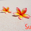 JellyMuffin.com - The place for profile layouts, flash generators, glitter graphics, backgrounds and codes