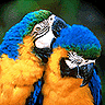 JellyMuffin.com - The place for profile layouts, flash generators, glitter graphics, backgrounds and codes