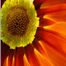 JellyMuffin.com - The place for profile layouts, flash generators, glitter graphics, backgrounds and codes